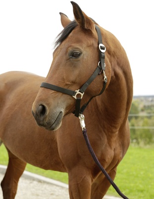 Cabezada Caballo Nylon Negro Talla Cob 2